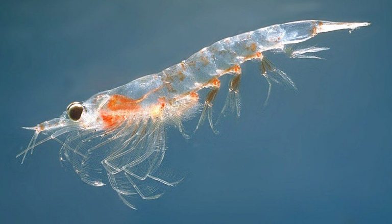 Aceite de krill: ¿Cuáles son sus beneficios nutricionales para la Salud?